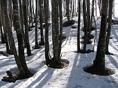 Da Fuipiano salita ai Tre Faggi (1399 m.) e allo Zuc di Pralongone (1503 m.) e verso i Canti il 17 marzo 09   - FOTOGALLERY